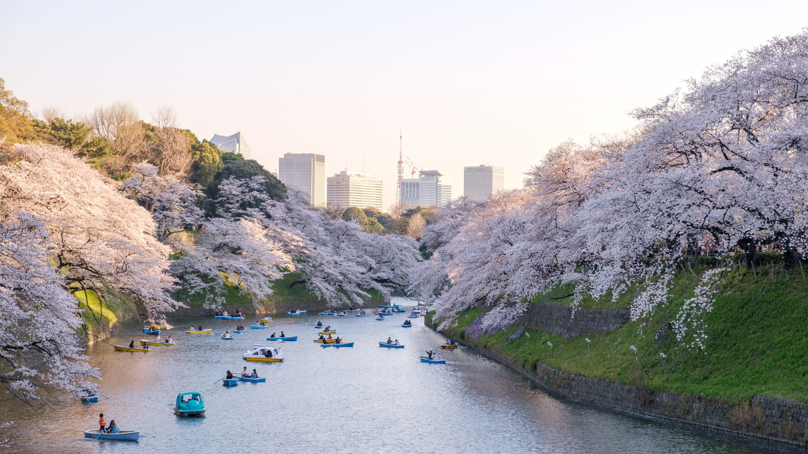 Explore Japan: 8-Day Tour of Tokyo Skylines and Osaka Sights